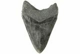 Fossil Megalodon Tooth - South Carolina #185233-1